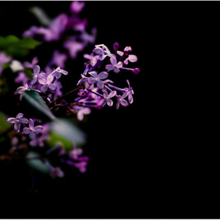 窗前一株紫丁香