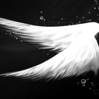 爱天使的翅膀