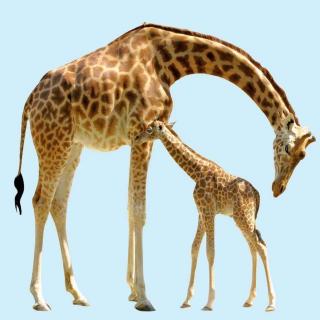 动物世界大百科@长腿欧巴长颈鹿，原来你也有困扰