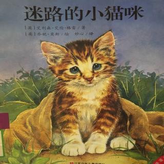 迷路的小猫咪🐈