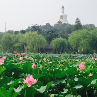 九菇凉的南山南