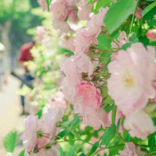 【读书】满架蔷薇一院香