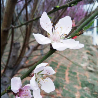 正月梅花阵阵香