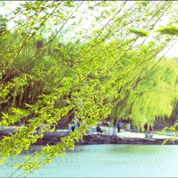 《一缕春风》文/秦岭人 诵/碧海青天