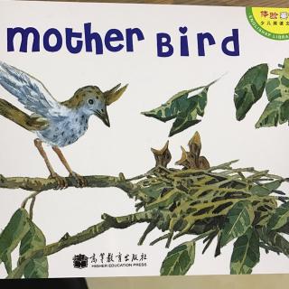 《mother bird》20170724