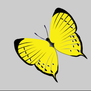 蝴蝶——萨曼塔·施维伯林