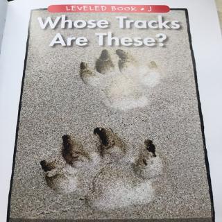 Whose tracks  are these?