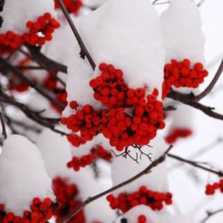 《第一场雪》 鲍鲍