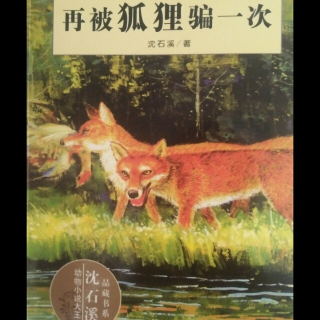 《沈石溪动物小说大王》动物档案:狐“瞎眼狐清窝”