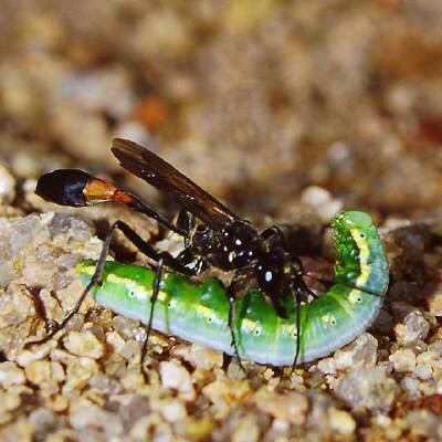 法布尔昆虫记2--毛刺沙泥蜂