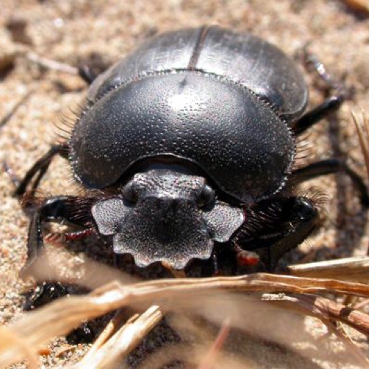 法布尔昆虫记16--舒氏西绪福斯蜣螂与蜣螂父亲之本能5