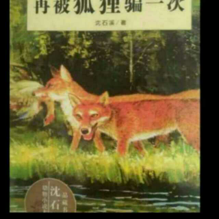 《沈石溪动物小说大王》动物档案:狐“瞎眼狐清窝”下