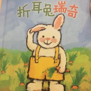 折耳兔瑞奇