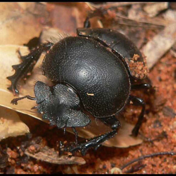 法布尔昆虫记17--月形蜣螂与野牛宽胸蜣螂1