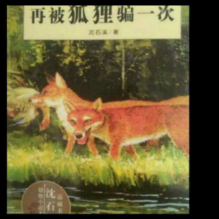 《沈石溪动物小说大王》动物档案:狐“再被狐狸骗一次”（上）