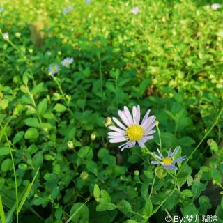 寻访千利休 野菊2