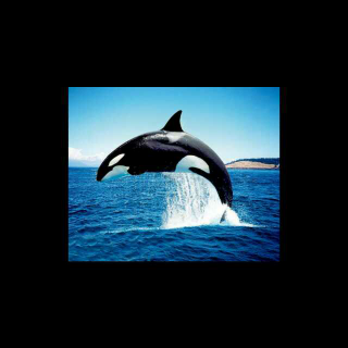 海洋生物――虎鲸