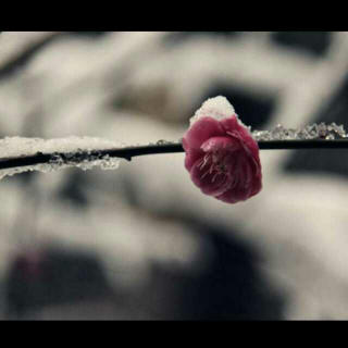 【027尘音】红尘陌上雪，散落随花开「一书花开」