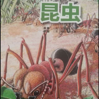 昆虫(黑脉金斑蝶，蠼螋，行军蚁和蝗虫)20170729