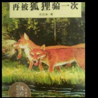 《沈石溪动物小说大王》动物档案:狐“会贸易的狐”