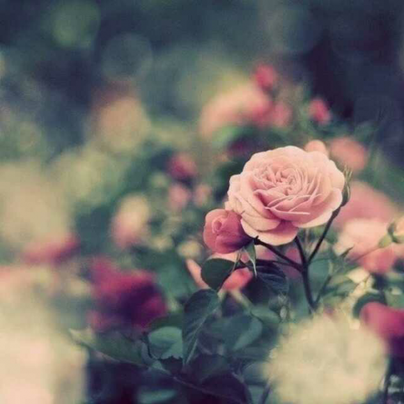 乐小米《青城》23,胡冬朵的狗血恋情故事vs池畔惊魂