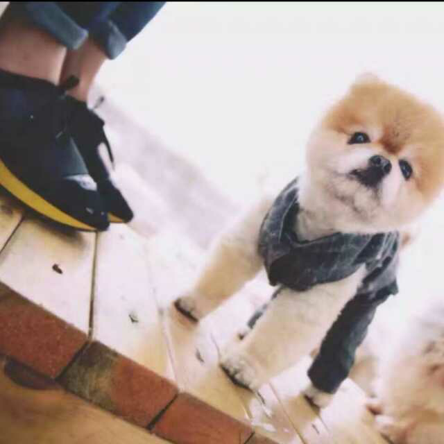 /一腔诗意喂了狗