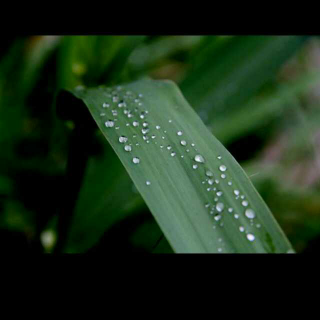 《雨后的暑天》外一首 書心