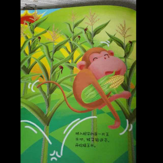 《猴子摘玉米》—睡前胎教故事