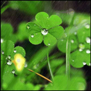 《雨啊雨》~朗诵/竹林听雨