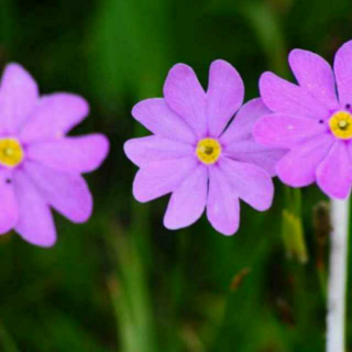 第五十二回  诸葛亮智辞鲁肃   赵子龙计取桂阳  节选