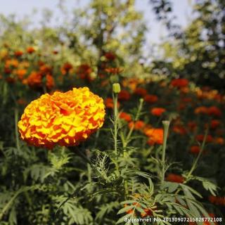 【粉丝投稿】《桃园野菊 余生不长 好好爱自己》；朗读：莹秋