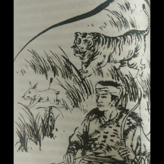 《沈石溪动物小说》系列之:“虎”《虎女蒲公英》上