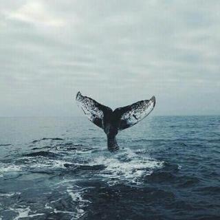 全世界最孤独的鲸🐳