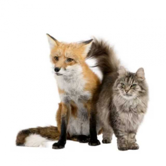 猫和狐狸的本领