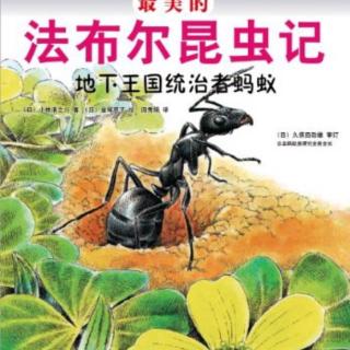 272期《法布尔昆虫记——地下王国统治者蚂蚁》