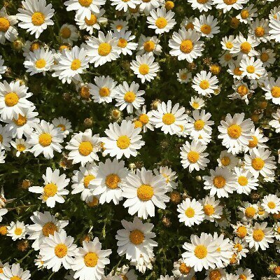 王羲之书六角扇