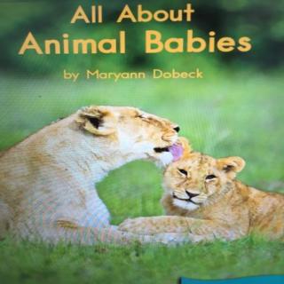 Heinemann G1《All About Animal Babies》