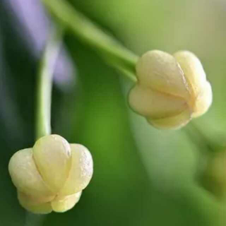 609 散文《菩提花开——给仓央嘉措》作者：林之眉  朗读：萧晗