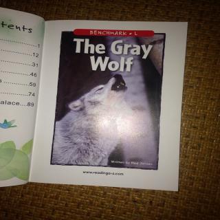 The gray wolf