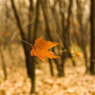 Falling leaves, rising trees.