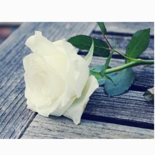 白玫瑰微信头像图片