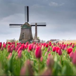 跟住音乐去旅行：荷兰《郁金香》之旅