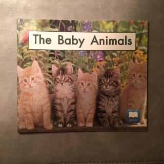 Book 4 The Baby Animals