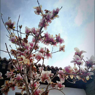双语美文：一棵开花的树-席慕蓉
