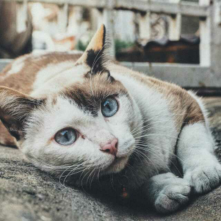 【咪爷遇到猫】金笼与金丝雀