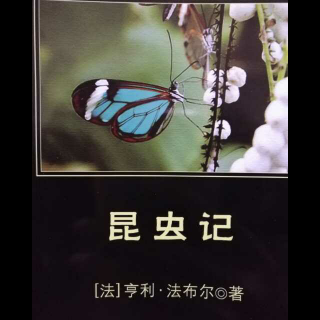 昆虫记之蜣螂🐛🐛🐛