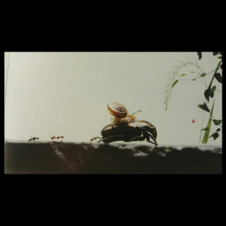 《虫子旁》朱赢春 骑金龟子的蜗牛
