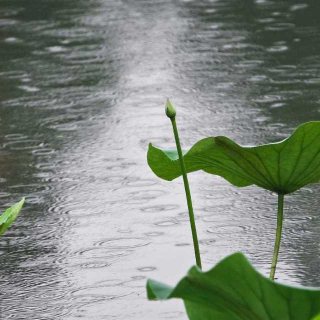 雨荷  牧马人