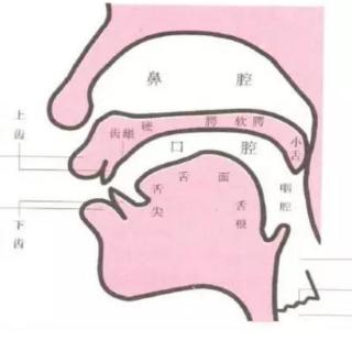 【口腔控制 】 （4）  吐字归音的要领