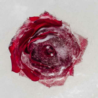 心美，一切皆美 —— 莲花与冰冻玫瑰